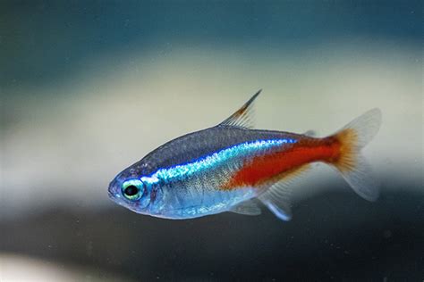 適合養在房間的魚|適合新手養魚品種 : 6種入門淡水魚